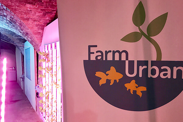 Getting Stuck Into Aquaponics With Farm Urban